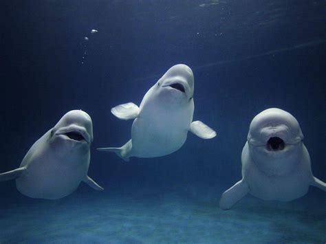 Beluga Whale Wallpapers - Wallpaper Cave