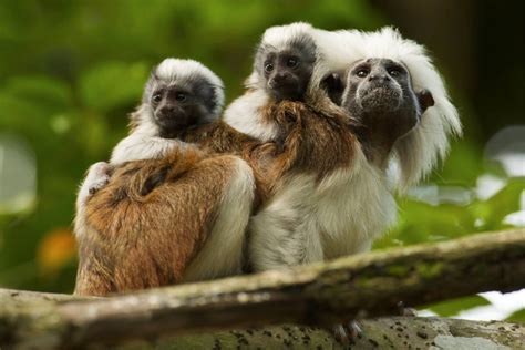 Cottontop Tamarin | Animal Wildlife