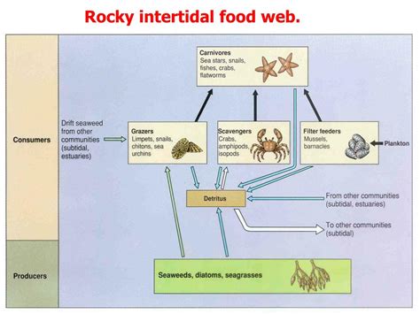 PPT - Intertidal Ecology PowerPoint Presentation, free download - ID ...