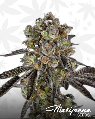 BlackJack Marijuana Seeds | Strain Information