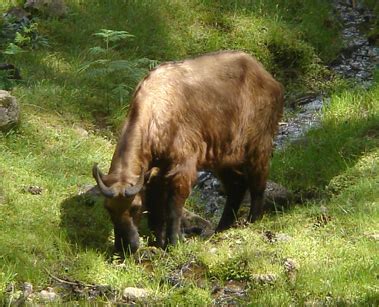 Bhutan Nature Wildlife Enviroment