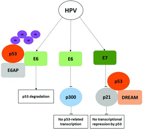 Hpv Virus Life Cycle