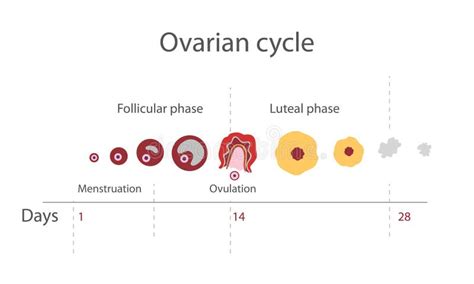 Diagramme De Cycle Menstruel Illustration de Vecteur - Illustration du hormonal, illustration ...