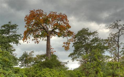 Tropical Dry Forests » Nature and Culture International