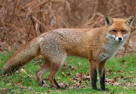 Centre for Fortean Zoology Australia: OOPA: Foxes in Tasmania