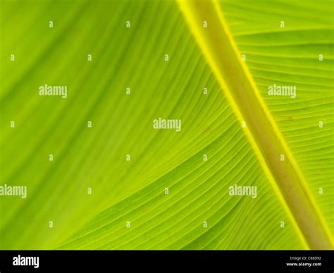 Banana Tree Leaves High Resolution Stock Photography and Images - Alamy