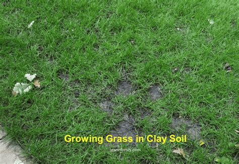 How to Grow Grass in Clay Soil (Ultimate Guide) - LawnsBesty