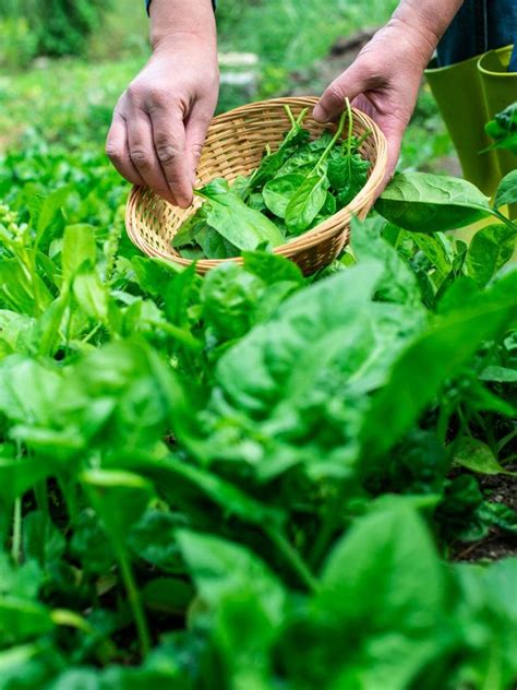 Harvesting Spinach: When And How To Pick Spinach