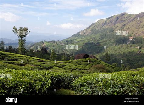 Tea plantation in Kerala Stock Photo - Alamy