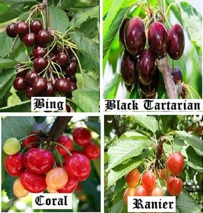 30 Cherry Varieties - Common Cherry Trees For Backyard Growers ...