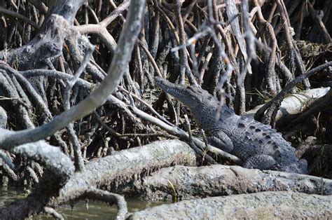 American Crocodile Florida Bay Photograph by rd Erickson