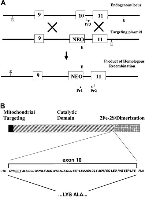 Structure of the mouse ferrochelatase locus and exon 10-deleted ...