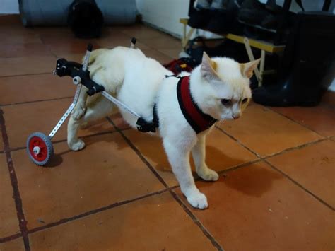 Paralyzed Kitten Walks Again Thanks to a 3D Printed Wheelchair - 3DPrint.com | The Voice of 3D ...