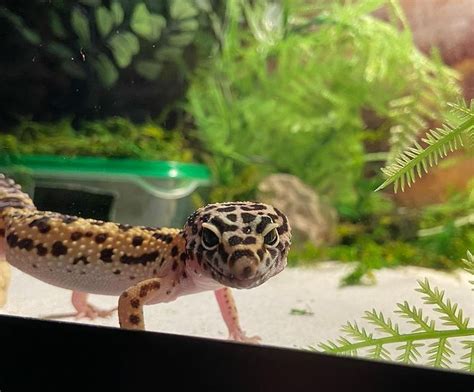 Leopard Gecko: Maintenance & Care - BuzzSharer.com