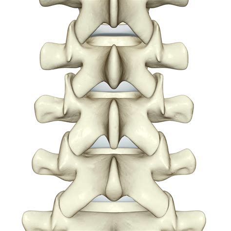 Spinal Anatomy Including Transverse Process And Lamina | The Best Porn ...