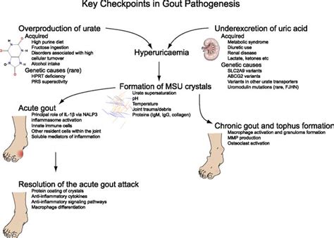 Gout pathophysiology - wikidoc