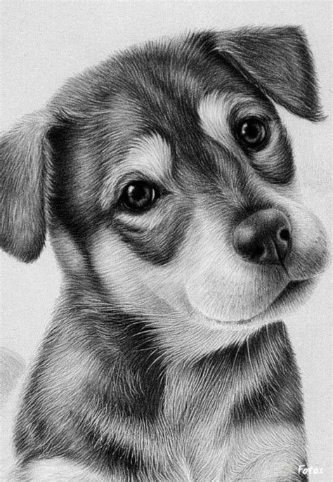 Pin by Sara Piñas on Cats and dogs | Realistic drawings, Animal drawings, Drawings