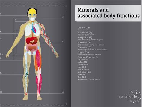 Function Of Vitamins |What Are Vitamins And Minerals | Bioanalyt