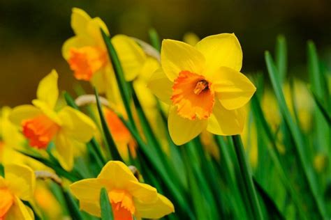 Ultimate Guide to the Narcissus Flower Meaning & Symbolism - Petal Republic