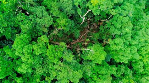 Bird's eye view of Hainan: Lush trees and plants - CGTN