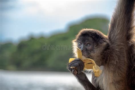 Spider Monkey Eating a Banana Stock Image - Image of banana, sitting ...