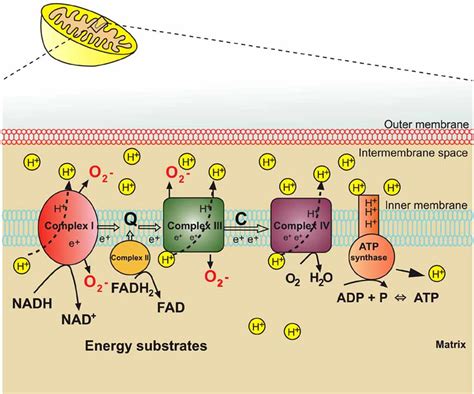 Oxidative Phosphorylation: The Major Energy Provider of the Cell, Steps, Products & Equation ...