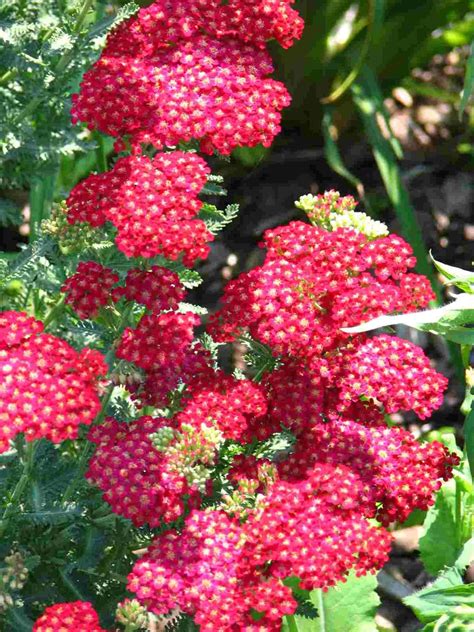 Yarrow plant Hardy Perennials, Perennial Plants, Garden And Yard, Garden Plants, Sun Garden, Red ...