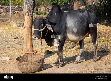 Indian ox on a farm. Indian cattle farm Stock Photo - Alamy