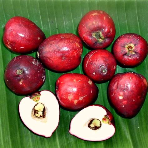 Makupa fruit - Syzygium malaccense | Richard Parker | Flickr