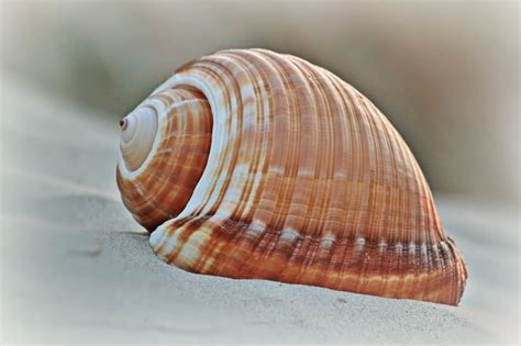 Ocean Snails