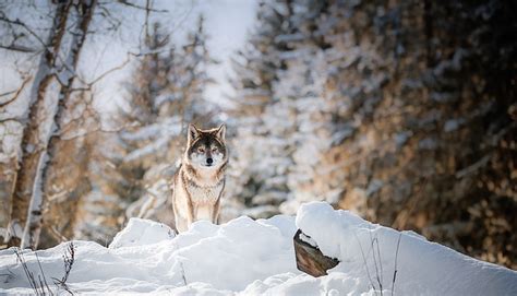 Online crop | HD wallpaper: winter, snow, nature, wolf, animals, animal ...