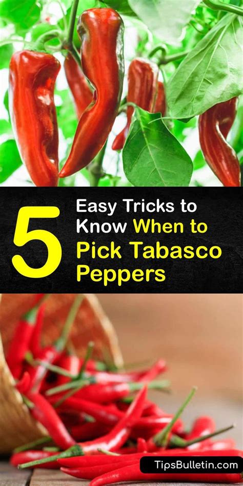 5 Easy Tricks to Know When to Pick Tabasco Peppers | Stuffed peppers, Tabasco pepper, Stuffed ...