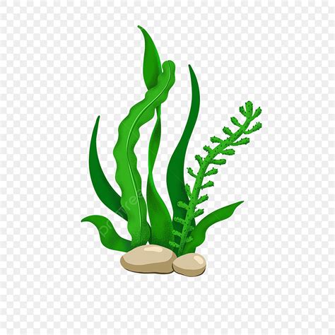 Seaweeds Clipart Vector, Seaweed Clip Art, Seaweed, Clipart, Seabed PNG Image For Free Download