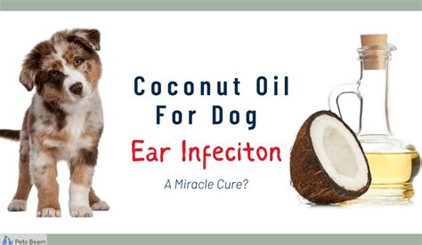 Coconut Oil For Dog Ear Infection (A Miracle Cure?) - PetsBeam.com