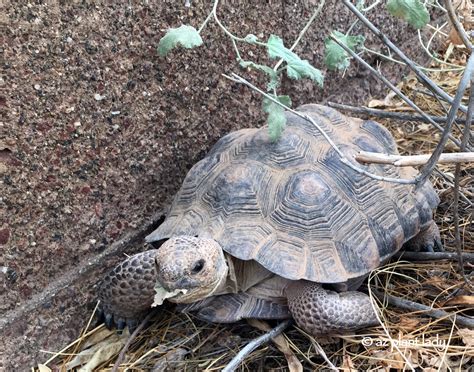 Meet "Aesop" Our Sonoran Desert Tortoise - Ramblings from a Desert Garden