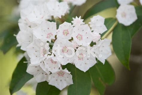 Mountain Laurel In Soft Bloom Stock Photo | Royalty-Free | FreeImages