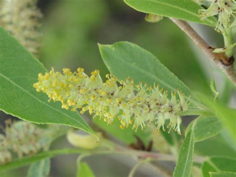 Sandbar willow catkin | Salix exigua Could be peach leaf wil… | Flickr