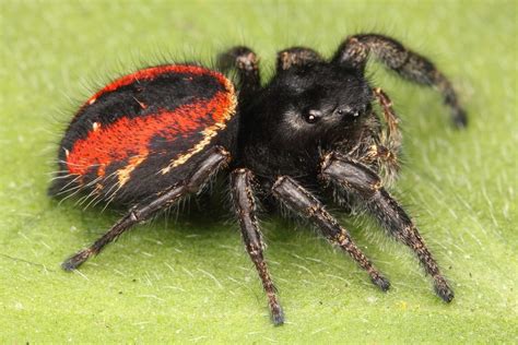 17 Spiders that are Red (A to Z List with Pictures) – Fauna Facts