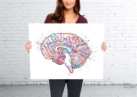 Brain Cross Section Anatomy Watercolor Print Medical Art | Etsy