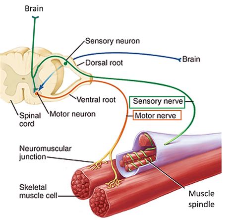 Skeletal Muscle-Nerve Supply