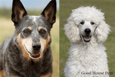 Blue Heeler Poodle Mix: Find Out More About The Cattle Doodle