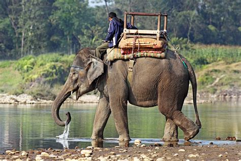 Indian Elephant | The Life of Animals