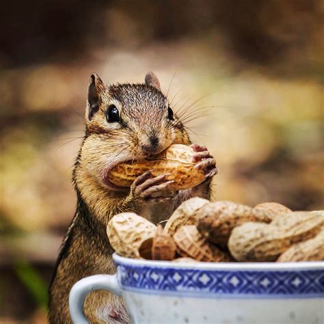 A squirrel eating a bowl of peanuts | Animals, Squirrel, Hamster