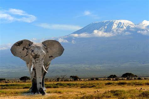 Stock - Elephant in Front of Mt Kilimanjaro - Amboseli National Park ...