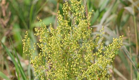 Artemisia annua, aka Sweet Annie- Grow & Use Sweet Annie - Hobby Farms | Sweet annie, Fragrant ...