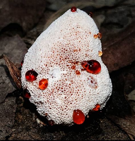 Hydnellum peckii or Bleeding tooth fungus I'm almost positive. Went back to take more pictures ...