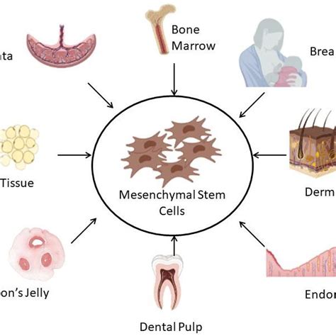 The differentiation potential of mesenchymal stem cells. | Download ...