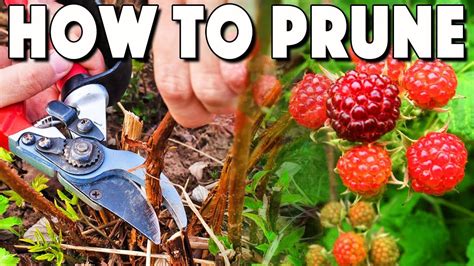 How to Prune Raspberries in Summer - Back Gardener