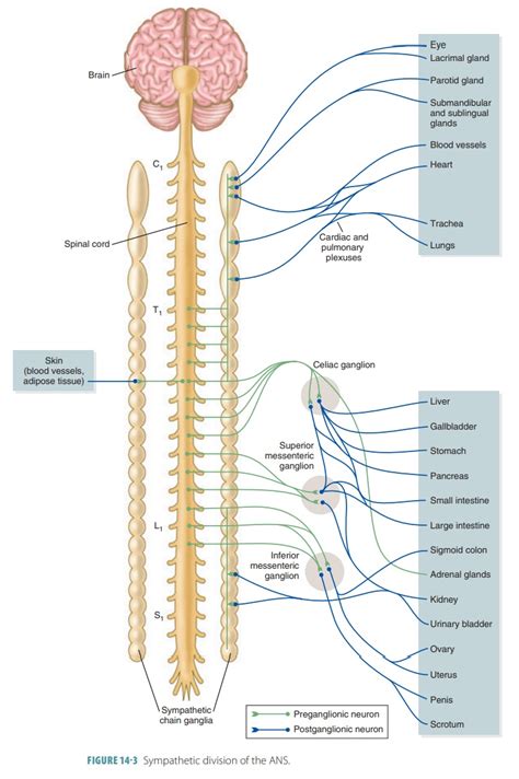 Autonomic Nervous System Spinal Cord