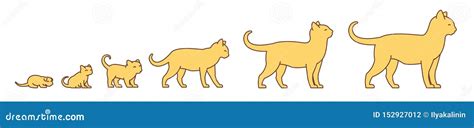 Cat Life Cycle Clip Art